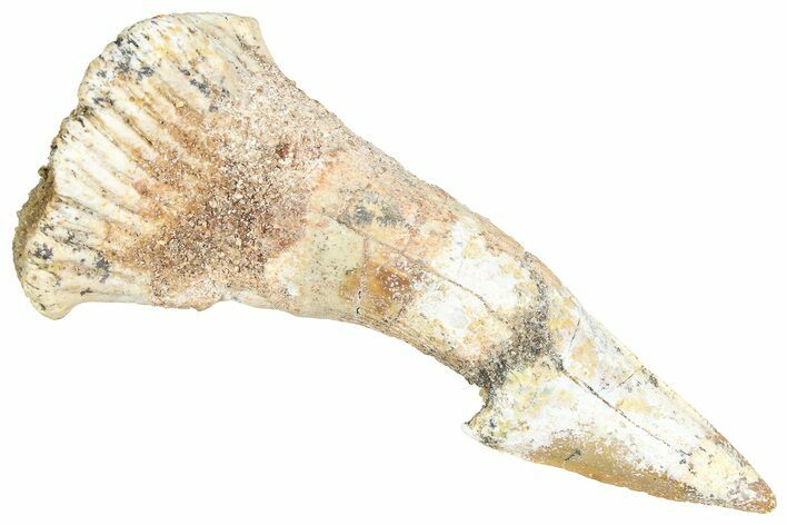 Fossil Sawfish (Onchopristis) Rostral Barb - Morocco #366704